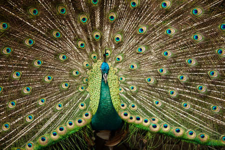 Portrait of beautiful peacock with feathers outの写真素材