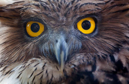 owl portraitの写真素材
