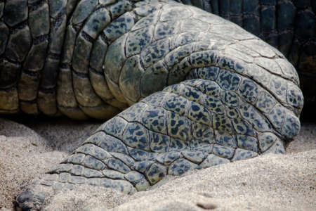 Gavial in Chitwan National Parkの写真素材