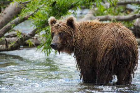 The brown bear fishesの写真素材
