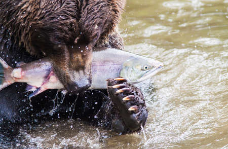 Brown Bear with Salmonの写真素材
