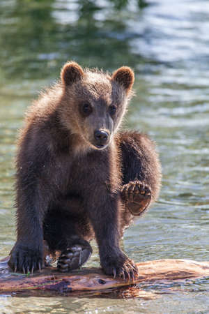 bear cubの写真素材