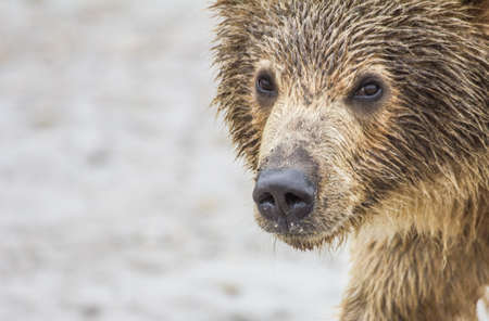 bear cubの写真素材