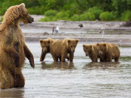The brown bear fishesの写真素材