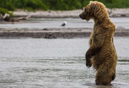 The brown bear fishesの写真素材