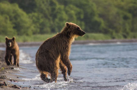 The brown bear fishesの写真素材