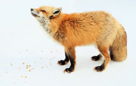 Fox, Cute hunter in winter