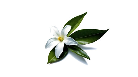 flower isolated floral nature plant spring leaf background summer generative Ai. flower plant...