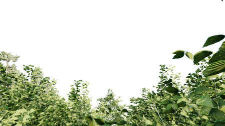 tree leave nature transparent cut out forest isolated background 3d render.の写真素材