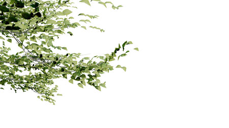 tree leave nature transparent cut out forest isolated background 3d render. tree tropical green plant natural wood garden trunk foliage bush tree realistic brown texture summer growth old leaf.の写真素材