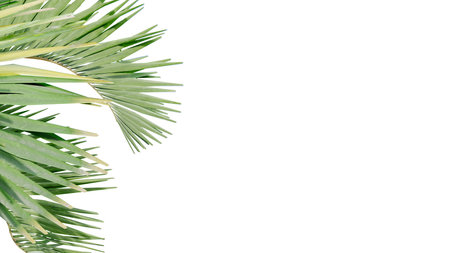 coconut leave nature transparent cut out forest isolated background 3d render. coconut tropical green plant natural wood garden trunk foliage bush tree realistic brown texture summer growth old leaf.の写真素材