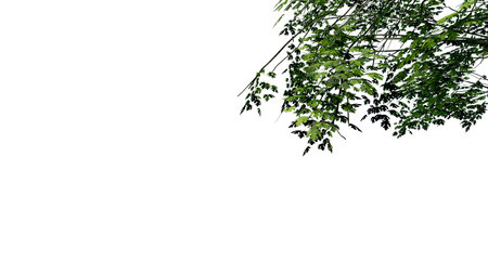 tree leave nature transparent cut out forest isolated background 3d render. tree tropical green plant natural wood garden trunk foliage bush tree realistic brown texture summer growth old leaf.の写真素材
