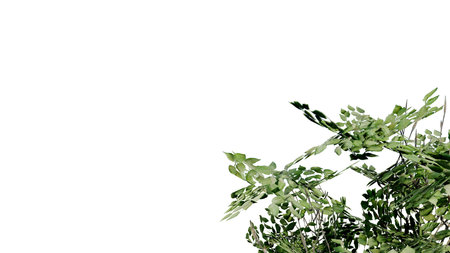tree leave nature transparent cut out forest isolated background 3d render. tree tropical green plant natural wood garden trunk foliage bush tree realistic brown texture summer growth old leaf.の写真素材