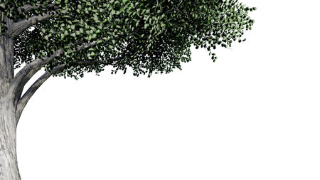 tree leave nature transparent cut out forest isolated background 3d render. tree tropical green plant natural wood garden trunk foliage bush tree realistic brown texture summer growth old leaf.の写真素材