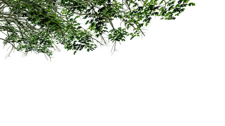 tree leave nature transparent cut out forest isolated background 3d render. tree tropical green plant natural wood garden trunk foliage bush tree realistic brown texture summer growth old leaf.の写真素材