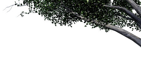 tree leave nature transparent cut out forest isolated background 3d render. tree tropical green plant natural wood garden trunk foliage bush tree realistic brown texture summer growth old leaf.の写真素材