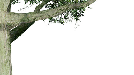 tree leave nature transparent cut out forest isolated background 3d render. tree tropical green plant natural wood garden trunk foliage bush tree realistic brown texture summer growth old leaf.の写真素材