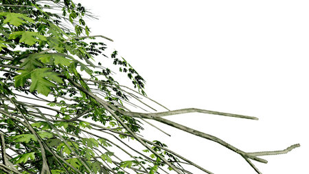 tree leave nature transparent cut out forest isolated background 3d render. tree tropical green plant natural wood garden trunk foliage bush tree realistic brown texture summer growth old leaf.の写真素材