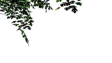 tree leave nature transparent cut out forest isolated background 3d render. tree tropical green plant natural wood garden trunk foliage bush tree realistic brown texture summer growth old leaf.の写真素材