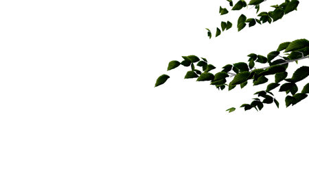 tree leave nature transparent cut out forest isolated background 3d render. tree tropical green plant natural wood garden trunk foliage bush tree realistic brown texture summer growth old leaf.の写真素材