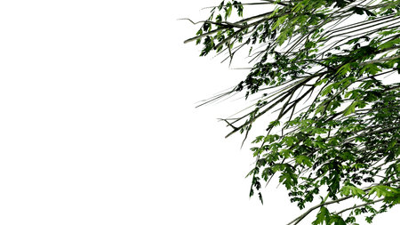 tree leave nature transparent cut out forest isolated background 3d render. tree tropical green plant natural wood garden trunk foliage bush tree realistic brown texture summer growth old leaf.の写真素材