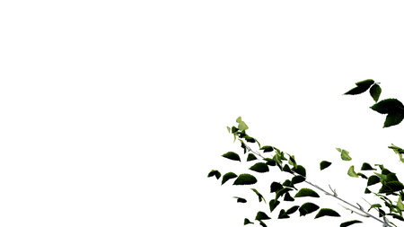 tree leave nature transparent cut out forest isolated background 3d render. tree tropical green plant natural wood garden trunk foliage bush tree realistic brown texture summer growth old leaf.の写真素材