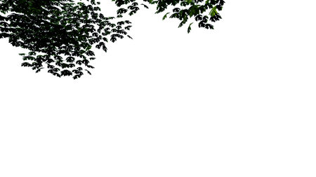 tree leave nature transparent cut out forest isolated background 3d render. tree tropical green plant natural wood garden trunk foliage bush tree realistic brown texture summer growth old leaf.の写真素材