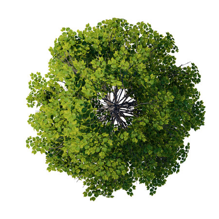 tree top view plant landscape architecture nature garden aerial render. trees branch isolate collection illustration environment green botany urban bush park. tree architecture conifer decorative.の写真素材