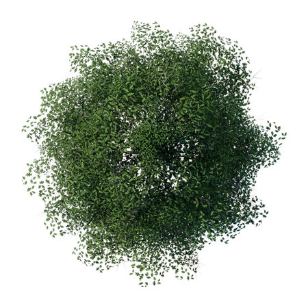 tree top view plant landscape architecture nature garden aerial render. trees branch isolate collection illustration environment green botany urban bush park. tree architecture conifer decorative.の写真素材