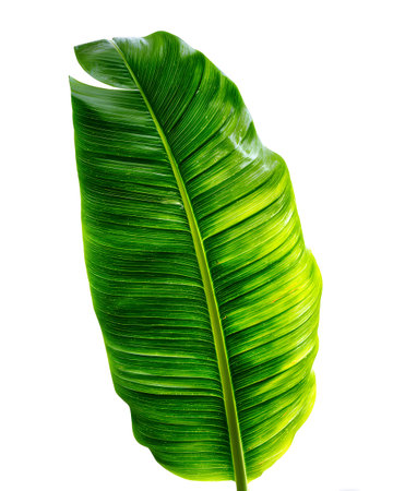 A high-resolution banana leaf isolated on white background with visible veins and natural lighting.