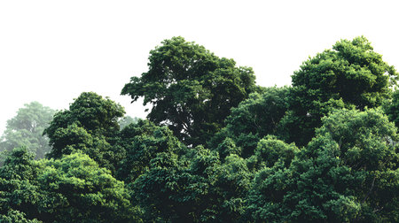 A lush green forest with dense foliage isolated on a clean white background.
