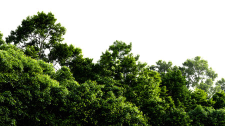 A lush green forest with dense foliage isolated on a clean white background.の写真素材
