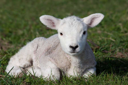 Close-up of lamb lying in fieldの写真素材
