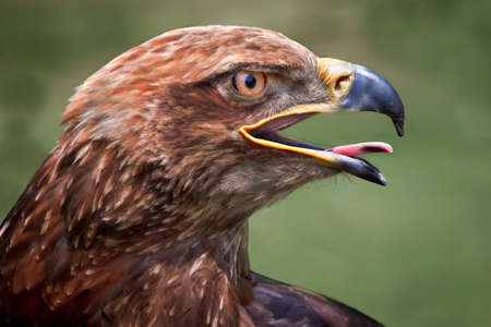 Close up of an eagle with his beak open and tongue showingの写真素材