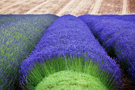 Lavender in Fieldの写真素材