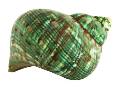 Green Hermit Crab sea shell isolated on whiteの写真素材