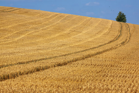 Field of golden wheat with tractor tracks against a clear blue sky.