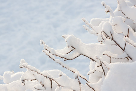 Twigs covered in freshly fallen snow with a snowy background - space for copy
