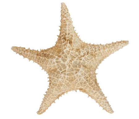 Star fish isolated on white with a clipping pathの写真素材