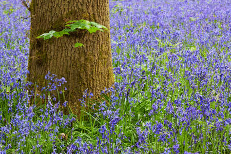 Close up of tree trunk in a carpet of bluebellsの写真素材