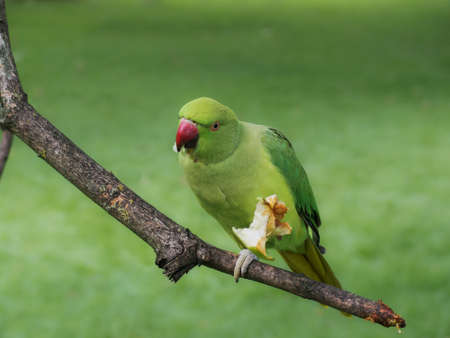 Green parakeet eating an apple perched on a twigの写真素材
