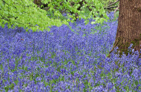 Tree trunk in a carpet of bluebells with green leaves in backgroundの写真素材