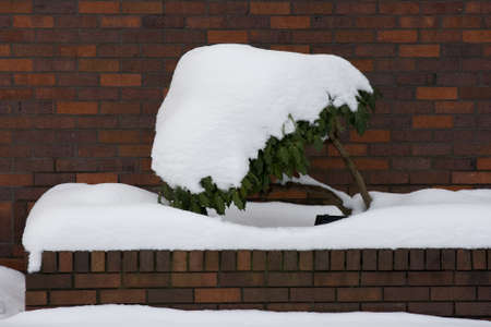 Snow covered plant in front of brick wallの写真素材