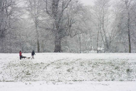 Snow falling in park with dog walkersの写真素材