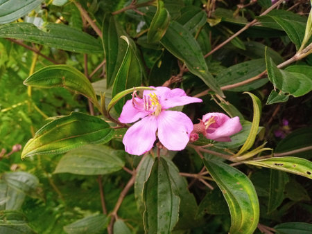 Wild melastoma flower in tropical natureの写真素材
