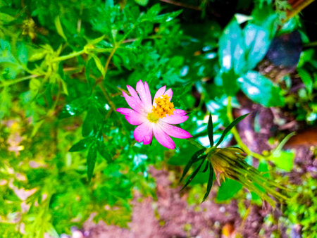A detailed macro view of a soft purple wildflower standing against green natural foliage.の写真素材
