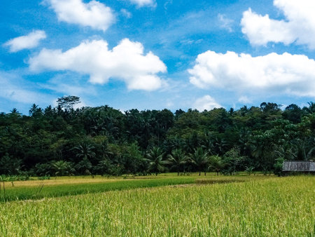 â€ŽA green rice field stretches toward a dense tropical forest beneath a bright blue sky.