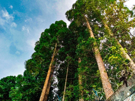 Upward view of tall green trees against a partly cloudy sky.