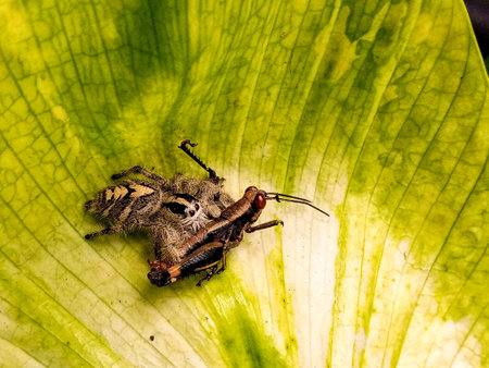 Extreme macro image of a jumping spider capturing a grasshopper on a leaf, showing predator and prey behavior in nature.の写真素材
