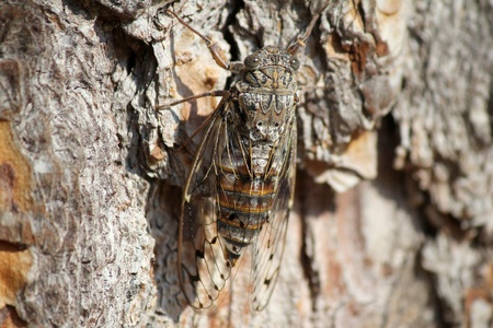 Cicada on tree borkの写真素材
